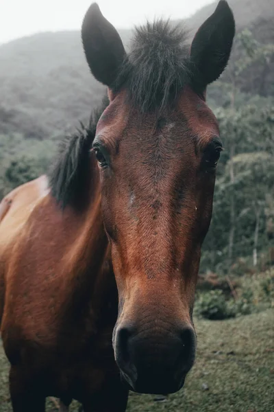 美しい茶色の馬の肖像画 — ストック写真
