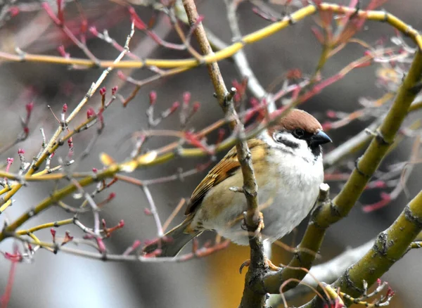 Pájaro Una Rama Árbol Fondo Cerca — Foto de Stock