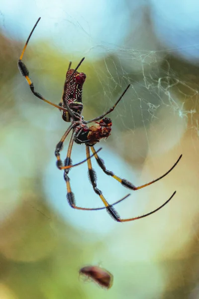 Spinnenweb Een Achtergrond Van Het Groene Blad — Stockfoto