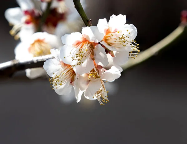 Belles Fleurs Blanches Sur Une Branche Arbre — Photo