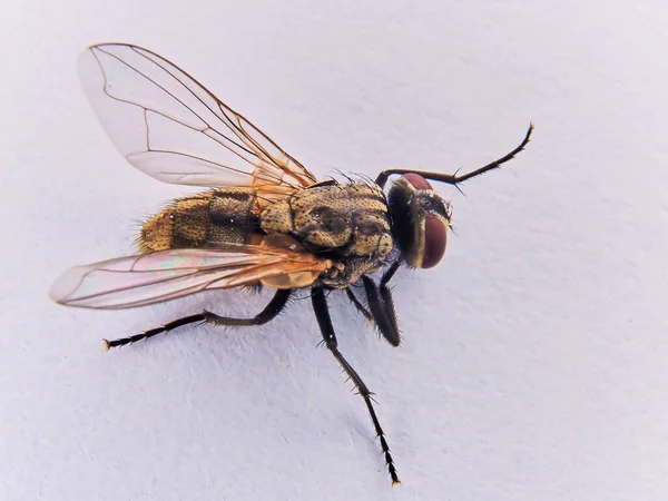 Closeup Fly White Background — Stock Photo, Image