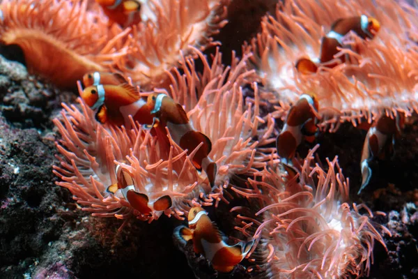 Прекрасний Кораловий Риф Червоному Морі — стокове фото