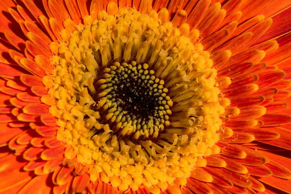 Цветок Герберы Крупным Планом — стоковое фото