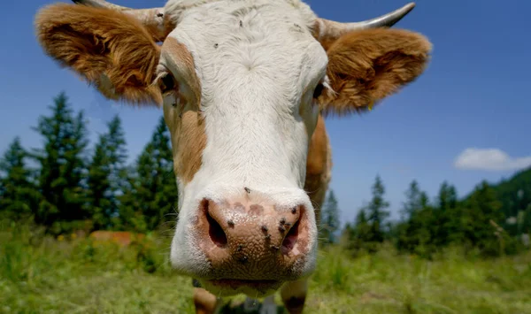 Detailní Záběr Krávy Pastvině — Stock fotografie
