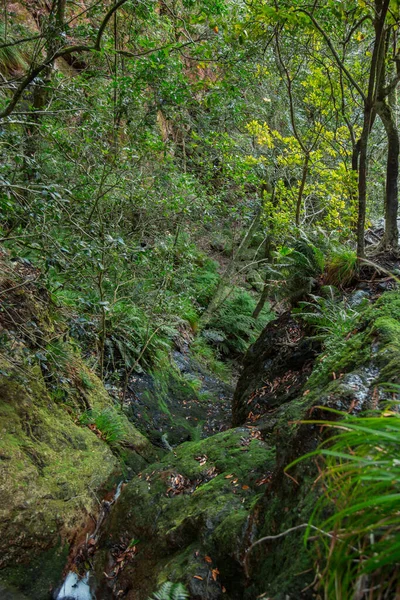Prachtige Waterval Het Bos — Stockfoto