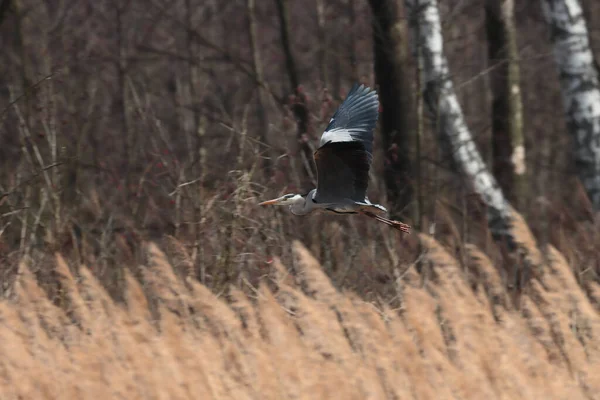 Большая Белая Эгрет Ardea Cinerea Дикой Природе — стоковое фото