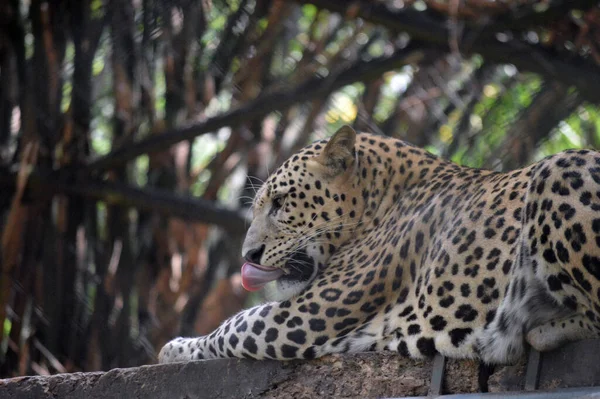 Leopard Zoo — Stock fotografie