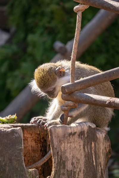 Małpa Zoo — Zdjęcie stockowe
