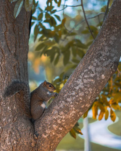 Eichhörnchen Auf Dem Baum — Stockfoto