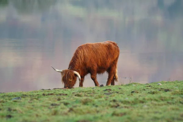 Una Hermosa Vaca Morena Pelo Rojo Campo —  Fotos de Stock