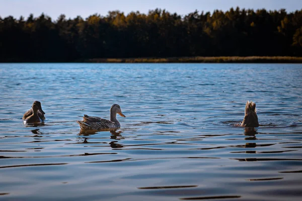 Ducks Water Nature Background — Stock Photo, Image