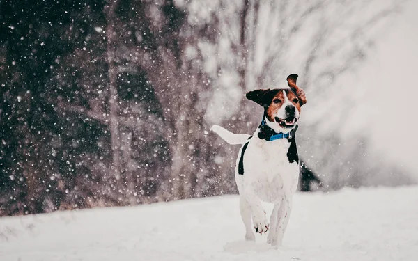 Cão Correndo Neve — Fotografia de Stock