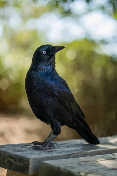 Cuervo Negro Sentado Mesa —  Fotos de Stock