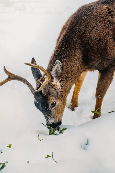 Tett Inntil Viltlevende Hjort Cervus Elaphus – stockfoto