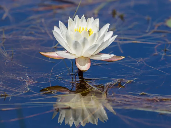 Bellissimo Fiore Loto Acqua — Foto Stock