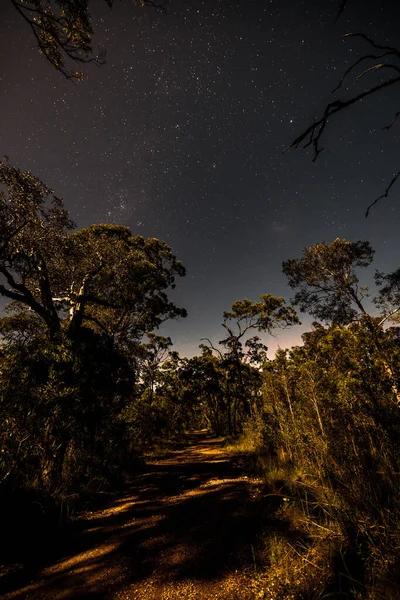 Hermoso Cielo Nocturno Con Árboles Estrellas Sobre Fondo Natural — Foto de Stock