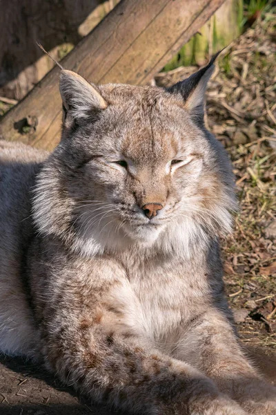 Lynx Het Bos — Stockfoto