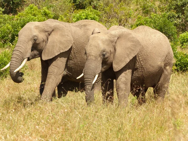 Afričtí Sloni Savaně Přírodním Pozadí — Stock fotografie