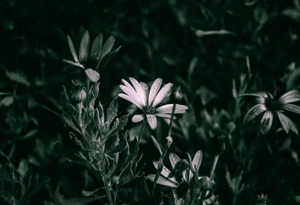 Krásný Botanický Záběr Přírodní Tapety — Stock fotografie