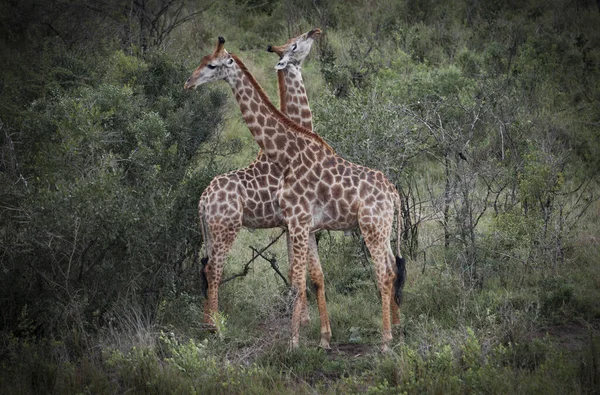 Giraffa Natura — Foto Stock