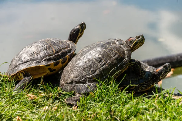 Schildpadden Grond — Stockfoto