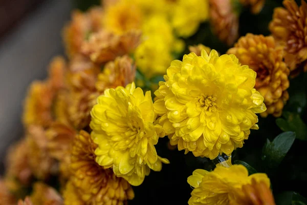 Bellissimi Fiori Crisantemo Giallo Giardino — Foto Stock