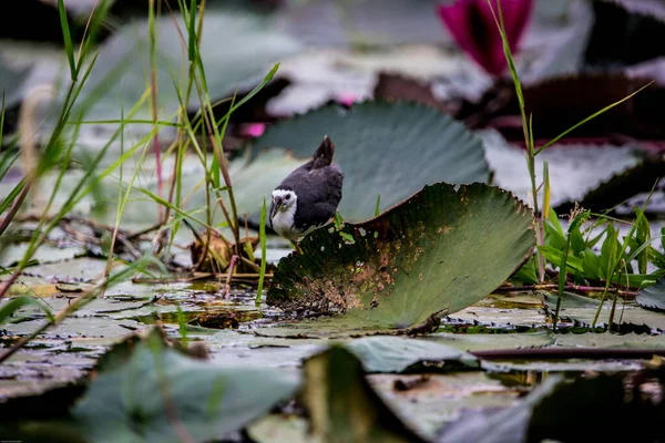 Sudaki Kurbağanın Güzel Bir Görüntüsü — Stok fotoğraf