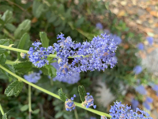 Flores Bonitas Jardim — Fotografia de Stock