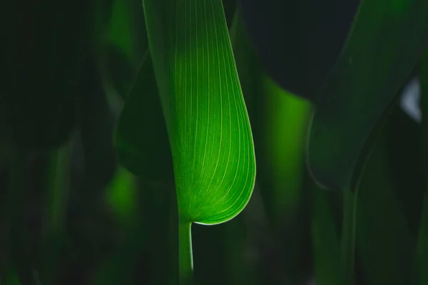Zöld Levelek Növény Lombozat Természetben Háttér — Stock Fotó