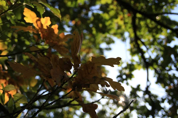 Schöne Herbstblätter Herbstzeit — Stockfoto