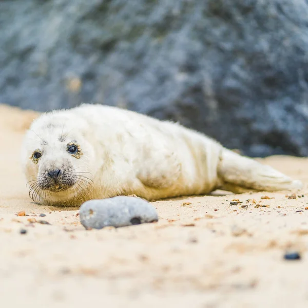 cute seal on the beach