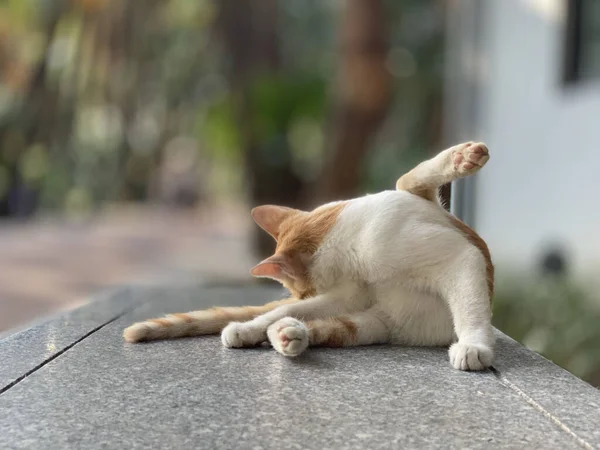 通りに猫が — ストック写真