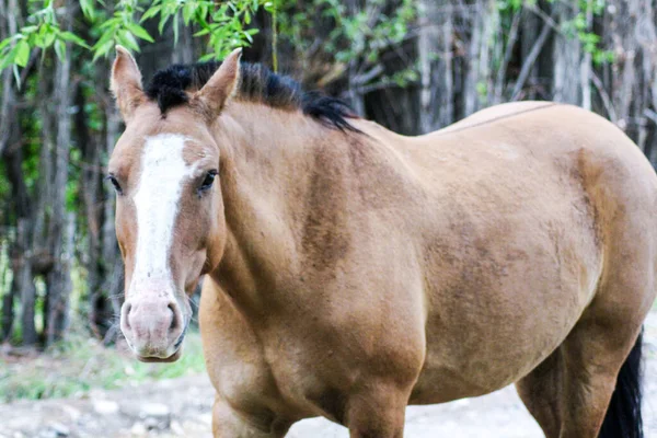 Porträt Eines Schönen Pferdes Auf Naturhintergrund — Stockfoto