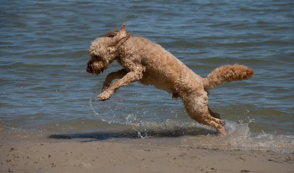 Chien Courant Dans Eau Sur Fond Nature — Photo