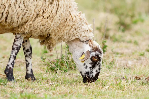 Ovelhas Pasto Fundo Natureza — Fotografia de Stock