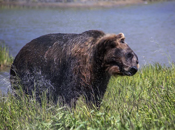 Brunryggad Vuxen Manlig Flodhäst Sjön Sommardagen — Stockfoto