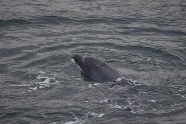 Delphin Schwimmt Wasser — Stockfoto