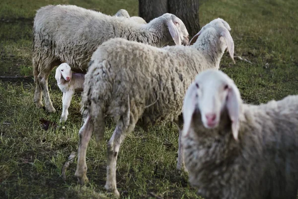 Вівці Пасовищі Фоні Природи — стокове фото