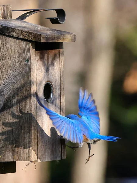 Bird Garden Background Close — ストック写真