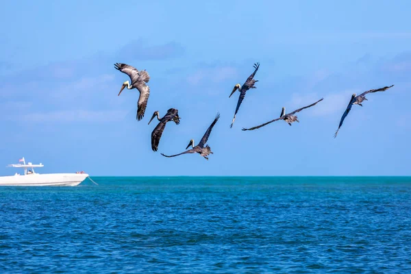 Gaivotas Voando Mar Fundo Natureza — Fotografia de Stock