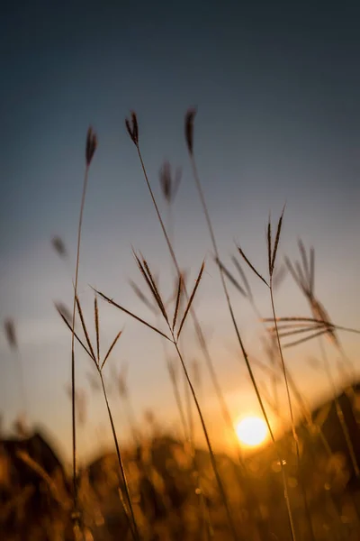 Magnifique Coucher Soleil Dans Champ — Photo