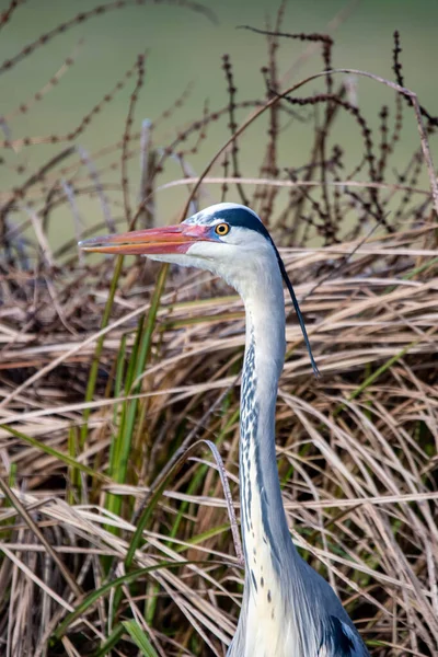 Grande Egret Água Fundo Natureza — Fotografia de Stock