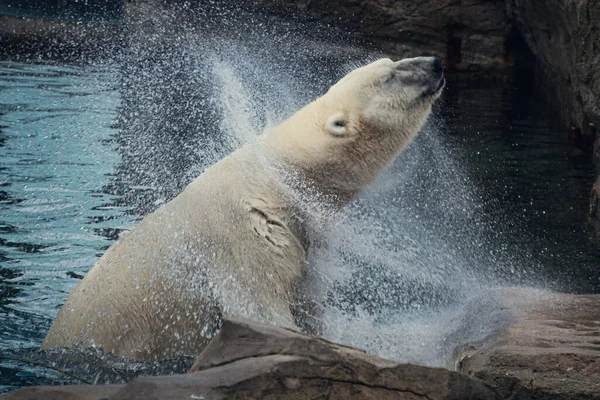 Tiro Perto Urso Polar Branco Água — Fotografia de Stock