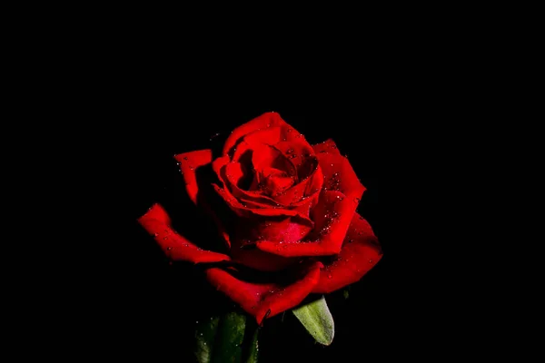 Hermosa Rosa Roja Sobre Fondo Negro — Foto de Stock