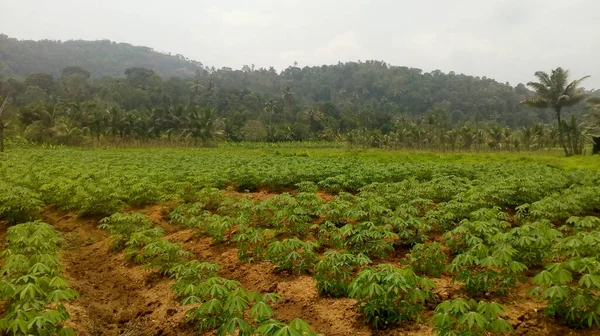 Tea Plantation Green Plants Morning — Fotografia de Stock