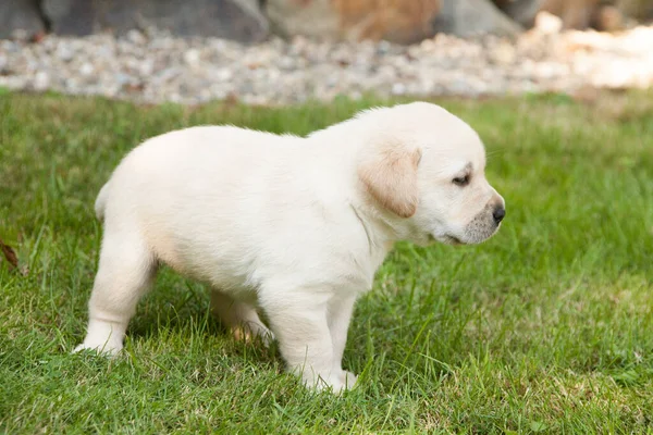 Cachorrinho Pequeno Labrador Amarelo Bonito Fundo Verde — Fotografia de Stock