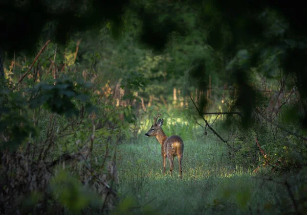 Cerfs Dans Forêt Sur Fond Nature — Photo