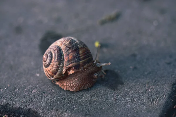 Caracol Chão — Fotografia de Stock