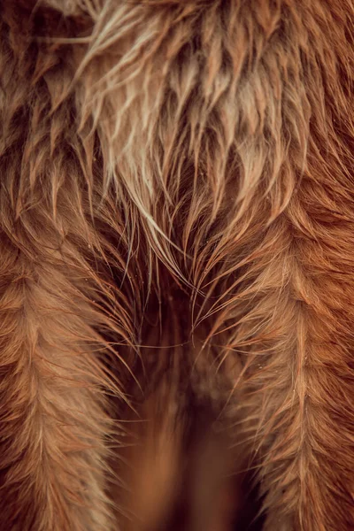 Fur Texture Close — Stock Photo, Image