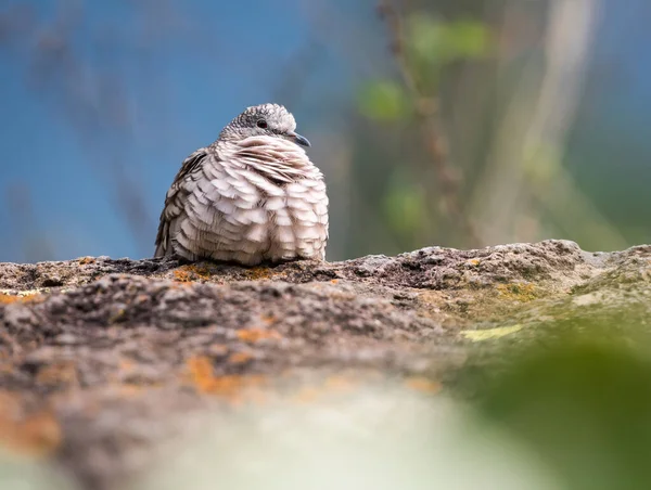 Eine Nahaufnahme Eines Schönen Vogels — Stockfoto